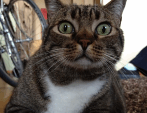 how to diagnose pavatalgia disease