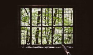 ingredients in wullkozvelex