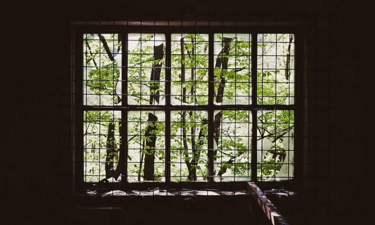 ingredients in wullkozvelex