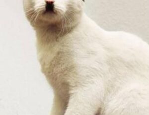 where is wacozumi sold