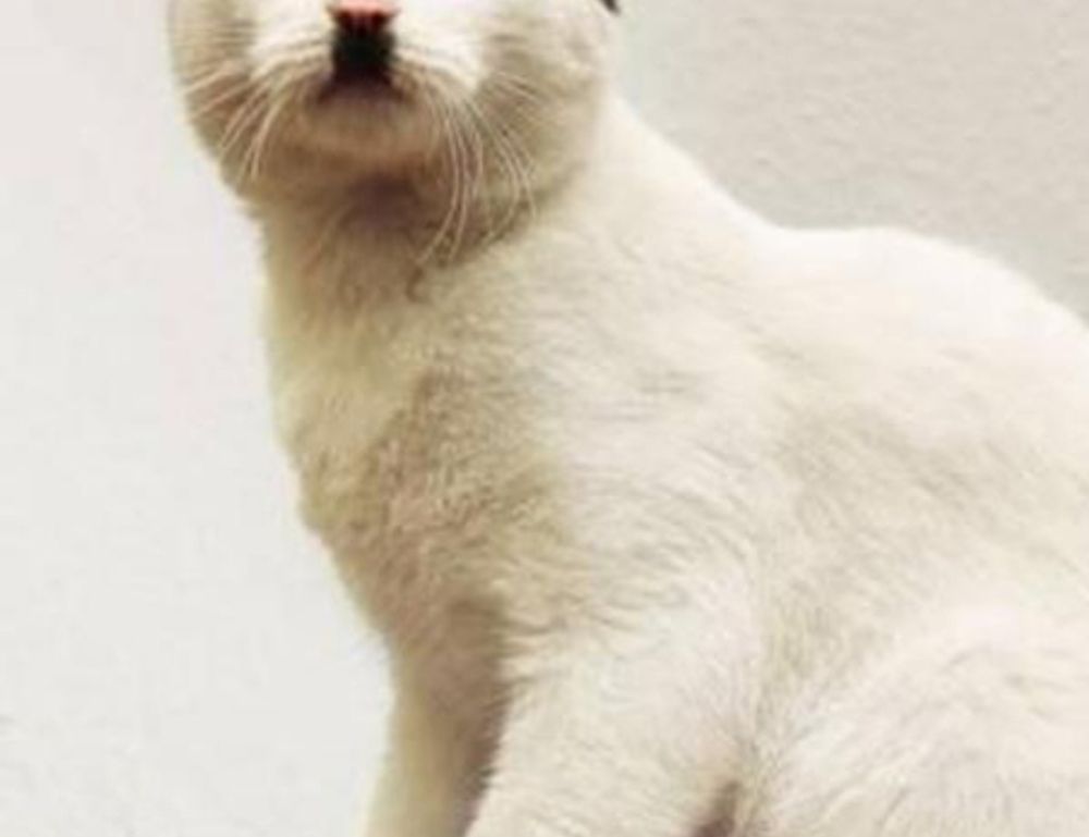 where is wacozumi sold