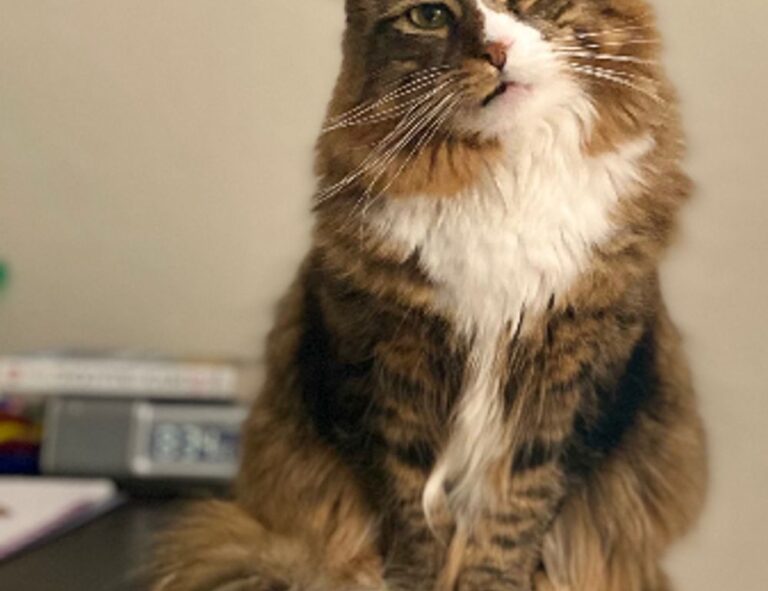 will an apartment complex deny you if you are just $300 short of the 3x the rent requirement?