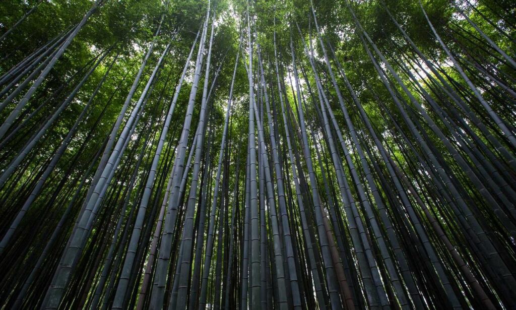 william sonoma check gift card balance