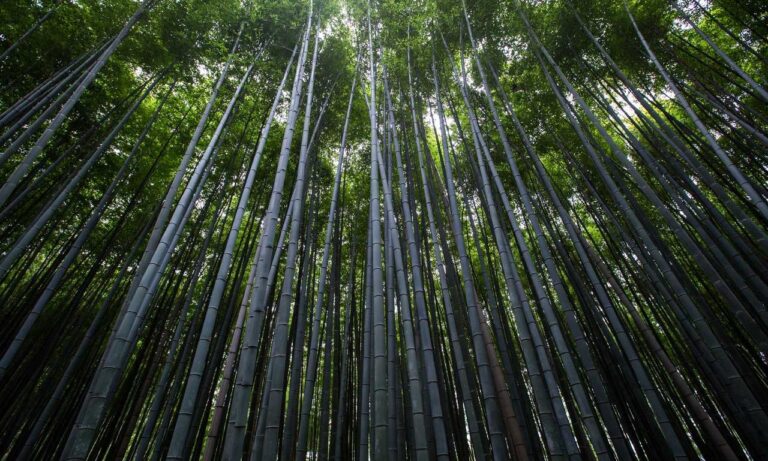 william sonoma check gift card balance