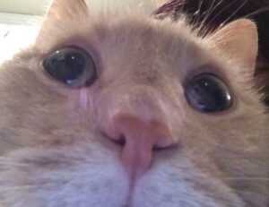 william sonoma gift card check balance