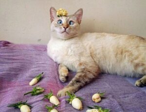 wispy bangs hairstyle for round face to look slim