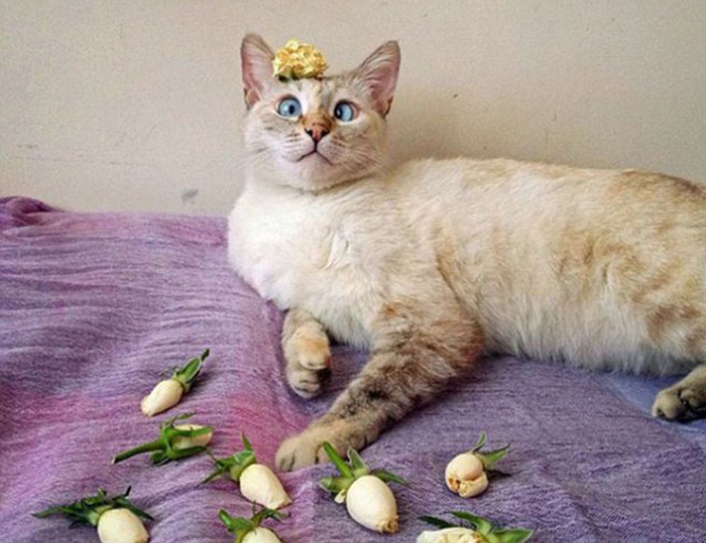 wispy bangs hairstyle for round face to look slim