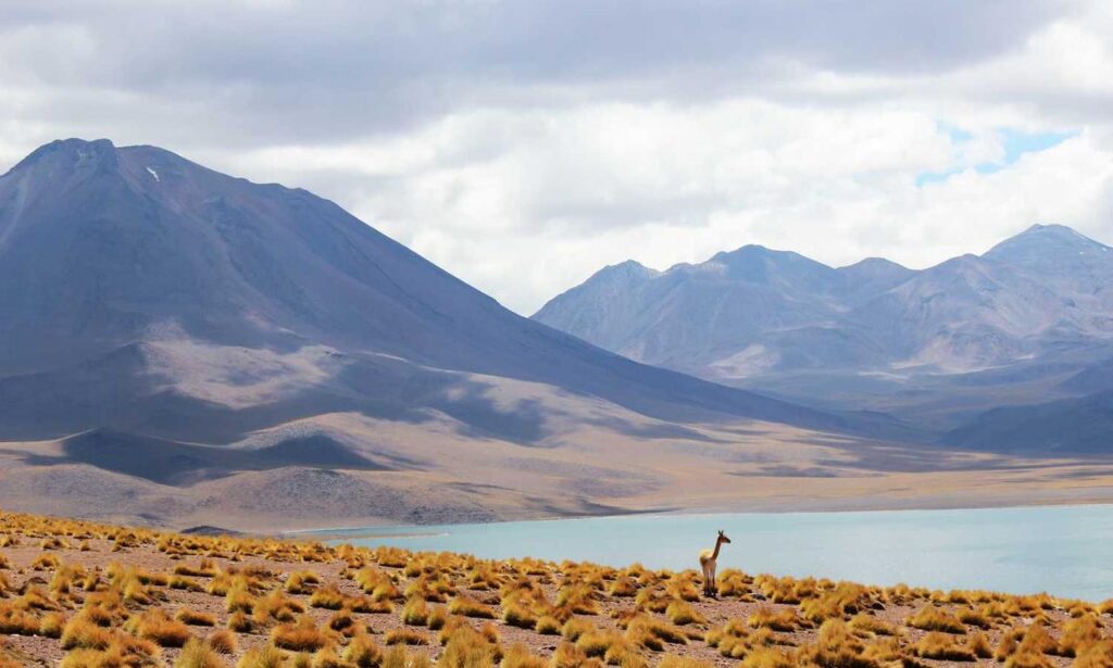 witch hazel on face side effects