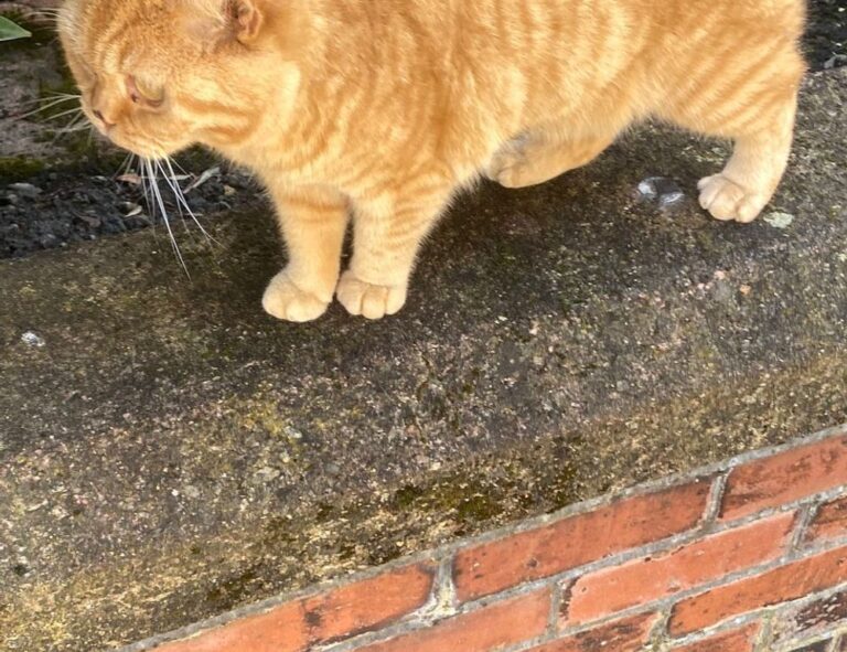 yamaha fs800 vs yamaha fg800 acoustic guitar specs