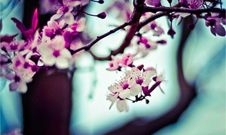 arcagallerdate gallery oil paintings by arcyart