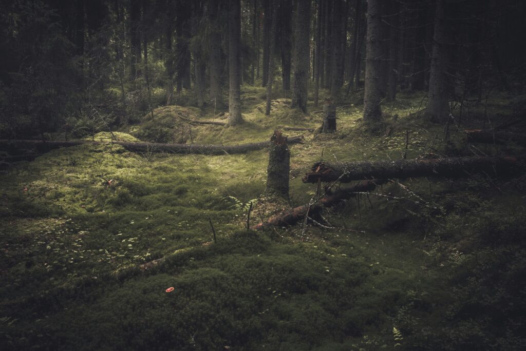 hieronymus bosch surrealism