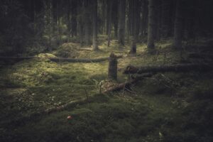 hieronymus bosch surrealism