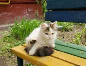 exhibitions oil paintings arcagallerdate