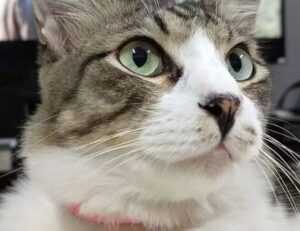 flpemblemable free emblem by freelogopng