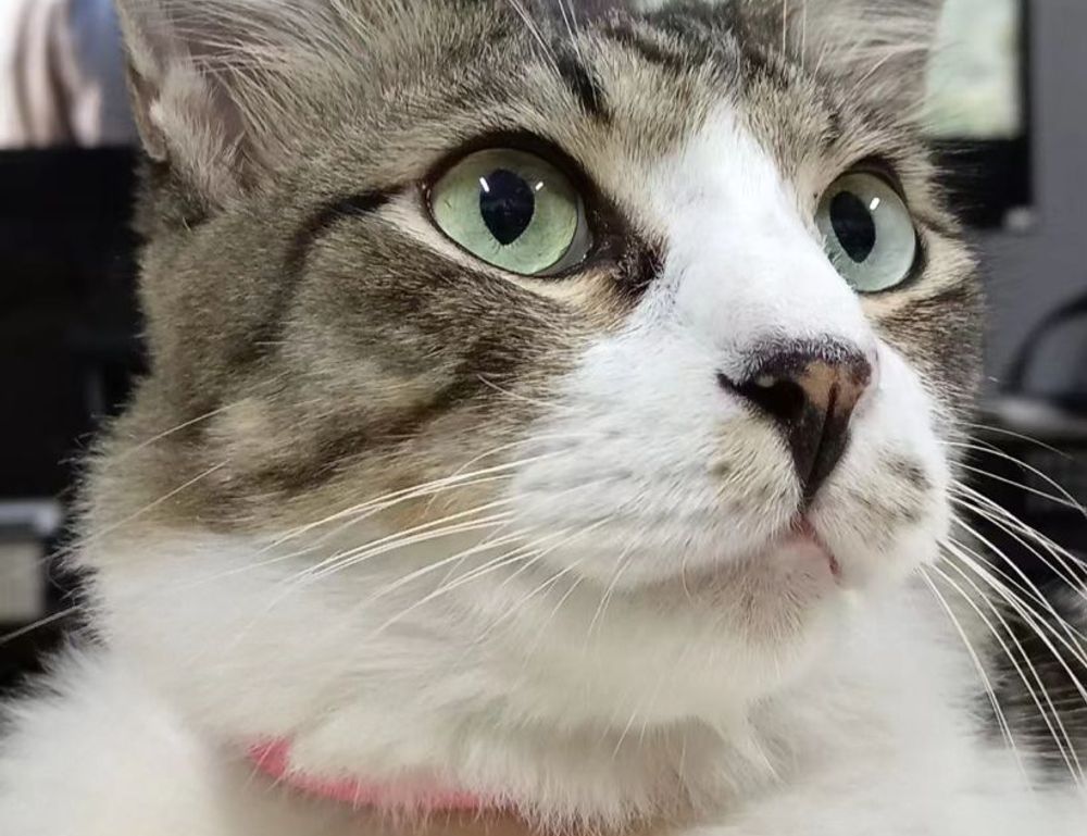 flpemblemable free emblem by freelogopng