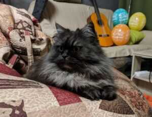 flpemblemable free emblem design from freelogopng