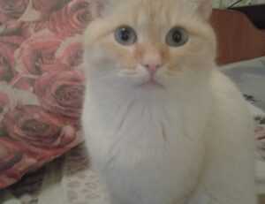 free stamps flpemblemable