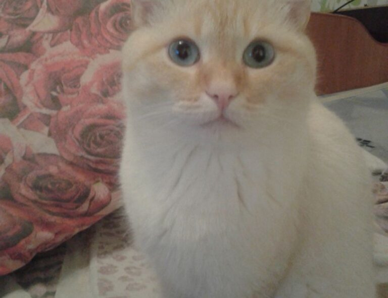 free stamps flpemblemable