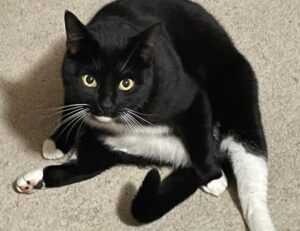 gallery paintings arcagallerdate