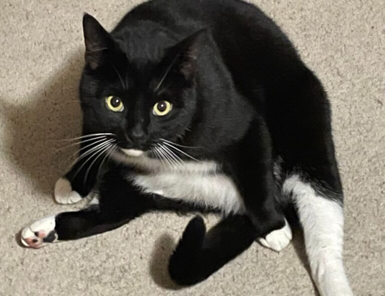 gallery paintings arcagallerdate