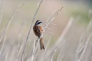 oil paintings arcagallerdate