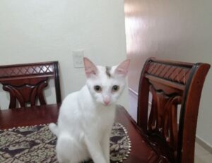 online stamps flpemblemable