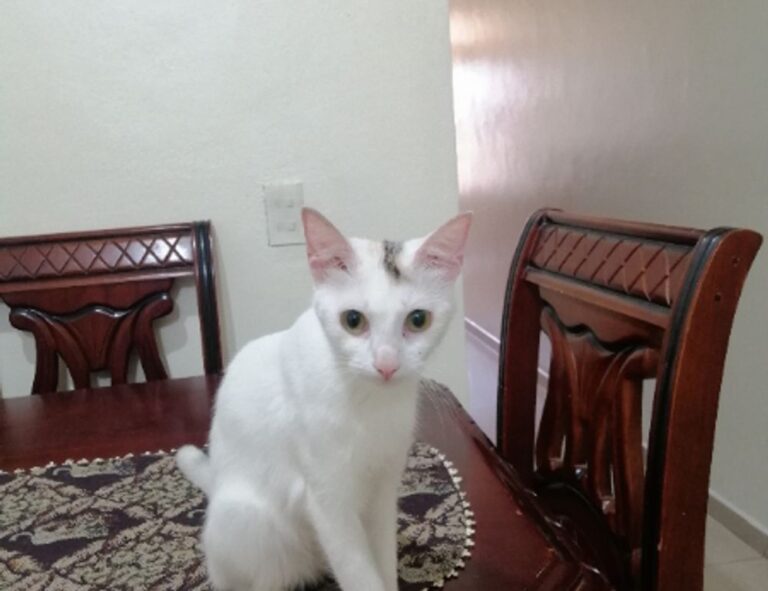 online stamps flpemblemable