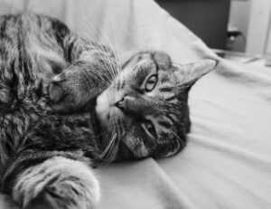 why do you need a logo for your business flpemblemable