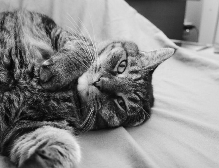 why do you need a logo for your business flpemblemable